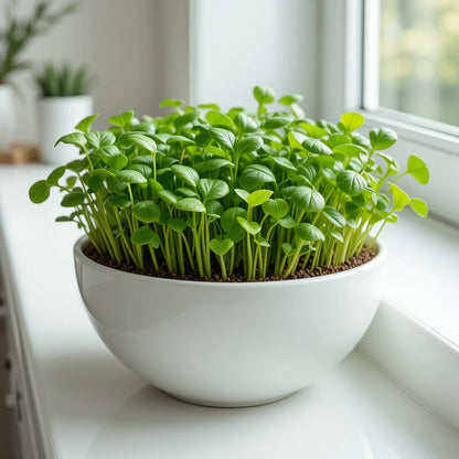 Spinach Microgreen - MicroMix